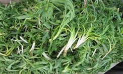 گياهان مفيد براي درمان و تقويت بدن شما