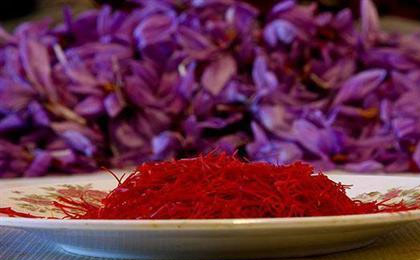 سالانه ۲۸۰ تن، تولید زعفران ایران