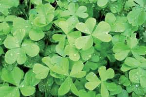 این گیاه کم‌خونی را درمان می‌کند