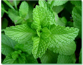 تاثیر خوردن نعناع درشیرخوران