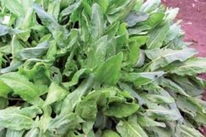 گیاه ترشک،‌ منبعی غنی برای جبران ویتامین C بدن