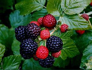 یک رژیم سم زدایی 3 روزه