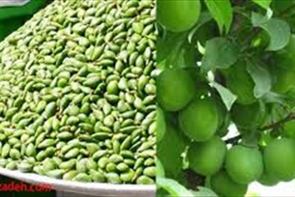 دانستنی هایی درباره مصرف گوجه سبزه و چغاله بادام