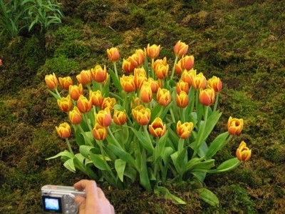 فراخوان دوره هاي آموزشي رايگان گل و گياه در جنوب تهران