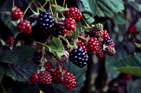 خواص فراوان تمشک