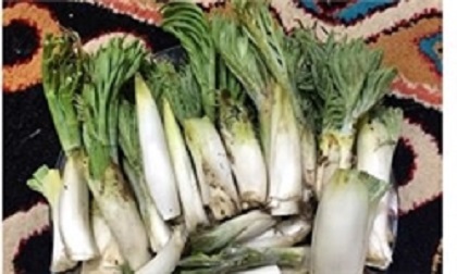 سرگذشت تلخ، تلخ ترین گیاه خوراکی دنا