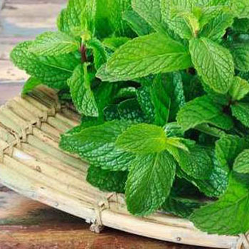 درمان‌های خانگی برای غلبه بر سوء هاضمه با استفاده از برگ گیاهان