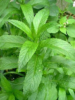 خواص پونه از زبان ابوعلی سینا
