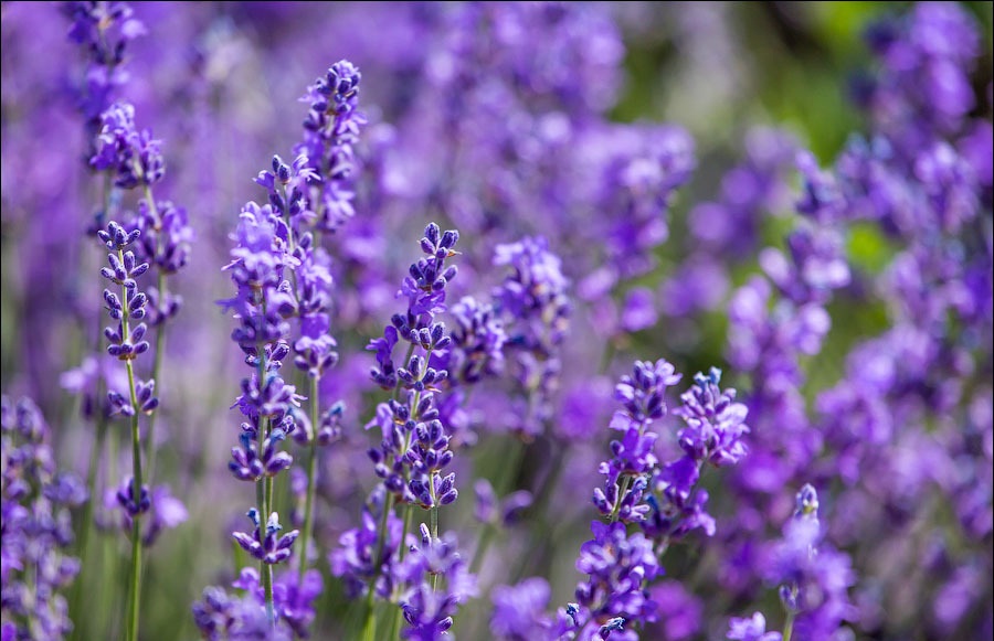 خواص بی نظیر اسطوخودوس