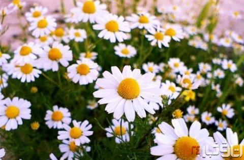 دیابتی‌ها این گیاهان را بخورند