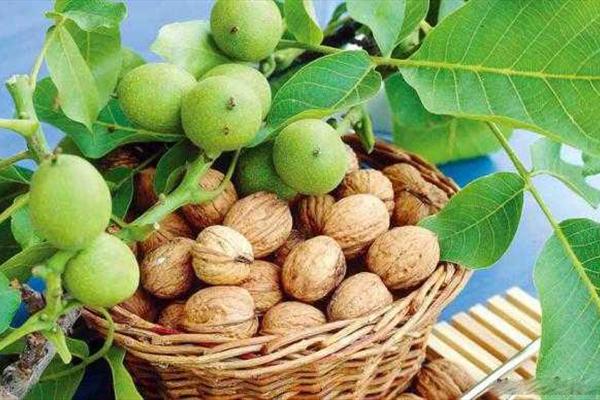 درمان سخت ترین عفونت ها با پوست این میوه