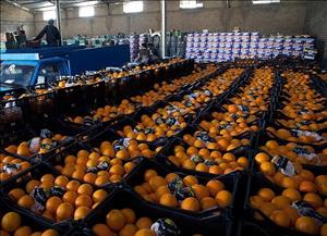 پیگیری علت فساد پرتقال‌ها