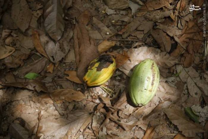  عکس/ مزرعه کاکائو در نیجریه