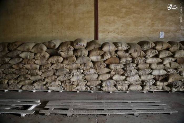 مزرعه کاکائو در نیجریه