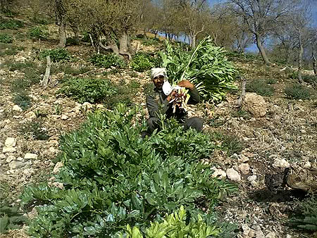 کرفس کوهی؛ گیاهی در حال انقراض