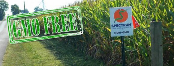 کاهش چشمگیر سطح زیر کشت محصولات دستکاری شده ژنتیکی برای دومین سال متوالی 