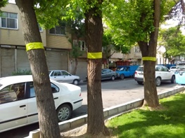 آفت سفید بالک در جنوب تهران کنترل شد؟