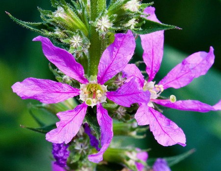 مصرف گیاه دارویی خون‌فام و کاهش کلسترول خون