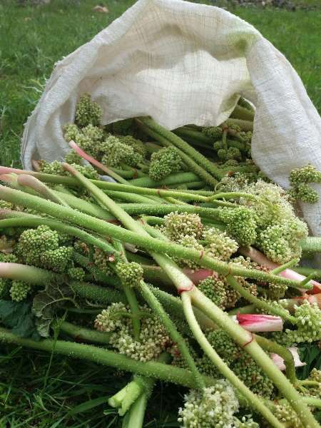 برداشت ريواس در خلخال آغاز شد