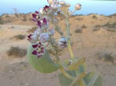 گياه ضد گلوله در سراوان/ ثروت سبز جنوب شرق در كما