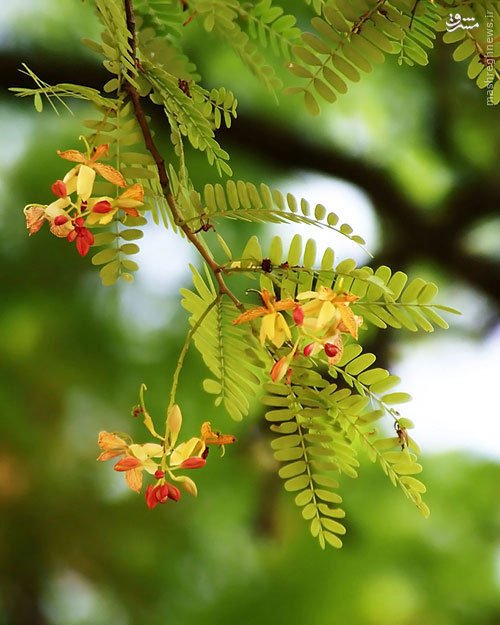 درخت تمر هندی تابحال دیده اید؟