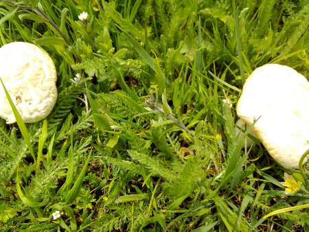 برداشت قارچ وحشي بومي در خلخال