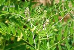 پیشگیری از پوسیدگی دندان با ریشه شیرین بیان