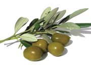 5 خاصيت فوق‌العاده‌ي برگ زيتون