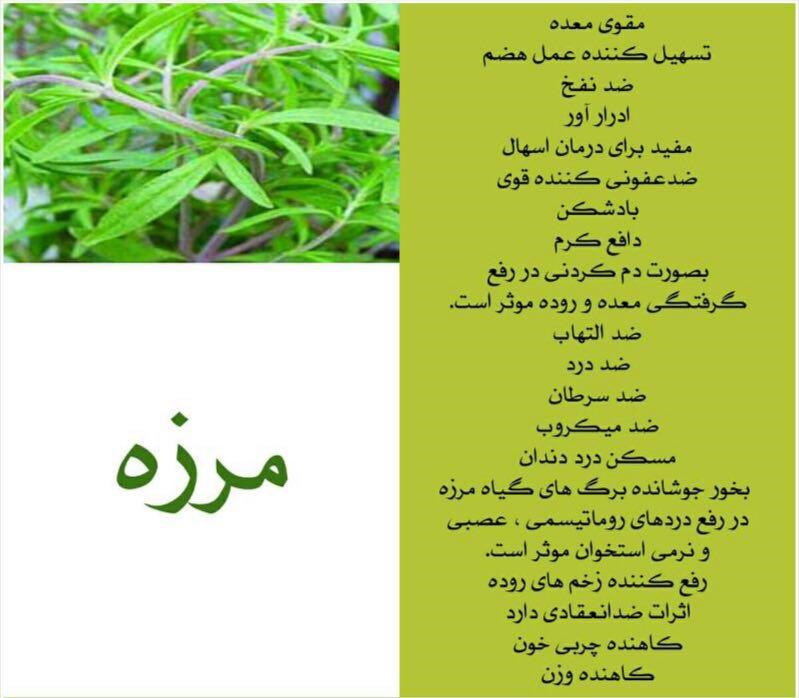 مرزه و یک دنیا فایده