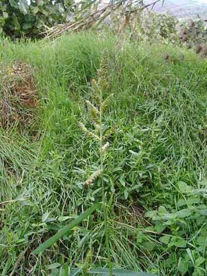 مبارزه 14 هزار هکتاری با علف های هرز