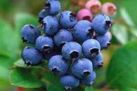 میوه ای با خاصیت ضد پیری برای زنان میانسال 