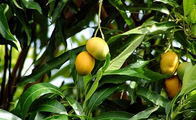 برگ این میوه سرشار از خواص دارویی و درمانی است