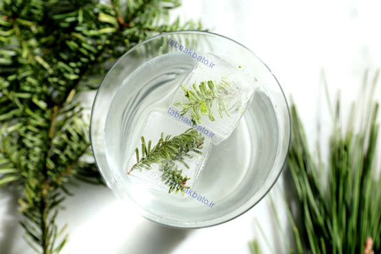 برگ درخت کاج، از یخ قالبی تا دمنوش