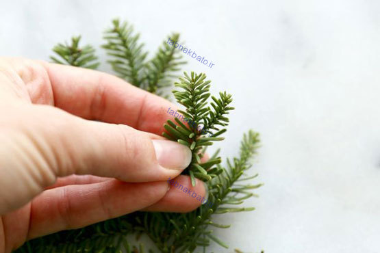 برگ درخت کاج، از یخ قالبی تا دمنوش