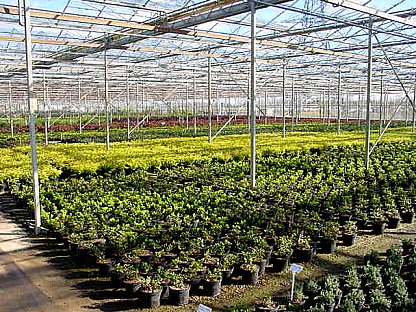 پیشوا در زمینه کشت گلخانه‌ای رتبه اول استان تهران را دارد