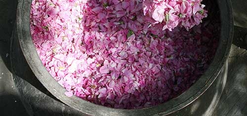 عطر گل و گلاب...
