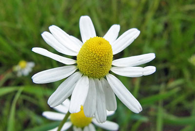 خواص درمانی چای بابونه