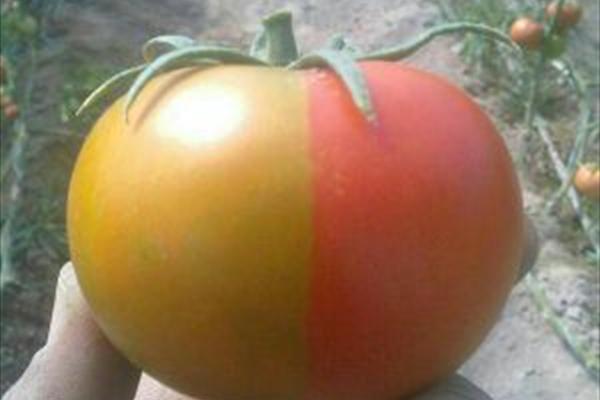 گوجه‌ فرنگي دو رنگ دیده اید؟