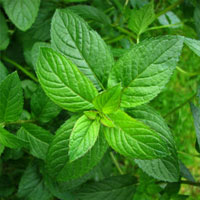 جویدن نعنا دندان درد را تسکین می‌بخشد 