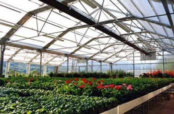 گلخانه های مدرن جایگزین گلخانه های سنتی می شود