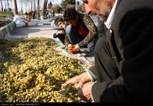 پایان برداشت گل بیدمشک