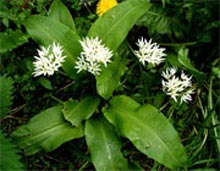 والک؛ سبزی کوهی بهاری