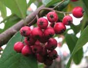 مروری بر خواص شیرخشت