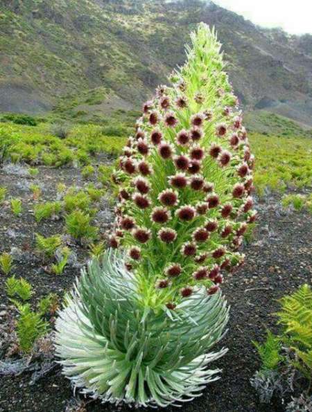 ریواس ترشاب