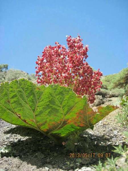 ریواس ترشاب بهترین و مقوی ترین ریواس کشور