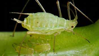 شته ها مانع از فتوسنتز درخت مي شود