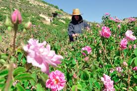 آغاز برداشت گل محمدي در آذربايجان غربي