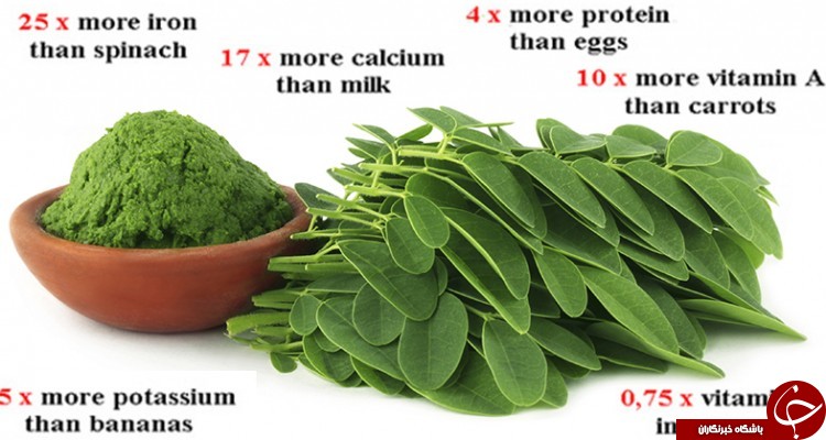 گیاه عجیبی که قاتل 4 نوع سرطان است!