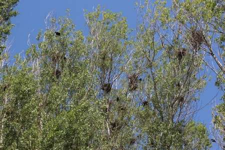 صدها جوجه کلاغ بر اثر قطع درختان یک باغ در خلخال تلف شدند