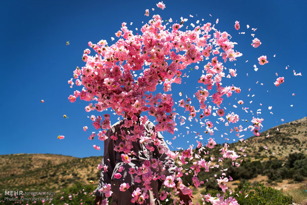 رونق کشت گل محمدی در ورامین